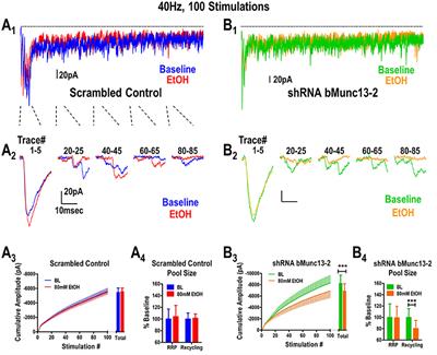 Ethanol Mediated Inhibition of Synaptic Vesicle Recycling at Amygdala Glutamate Synapses Is Dependent upon Munc13-2